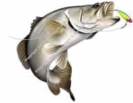 Barra 