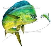 Dolphin Fish 