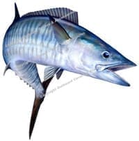 Spanish Mackeral 